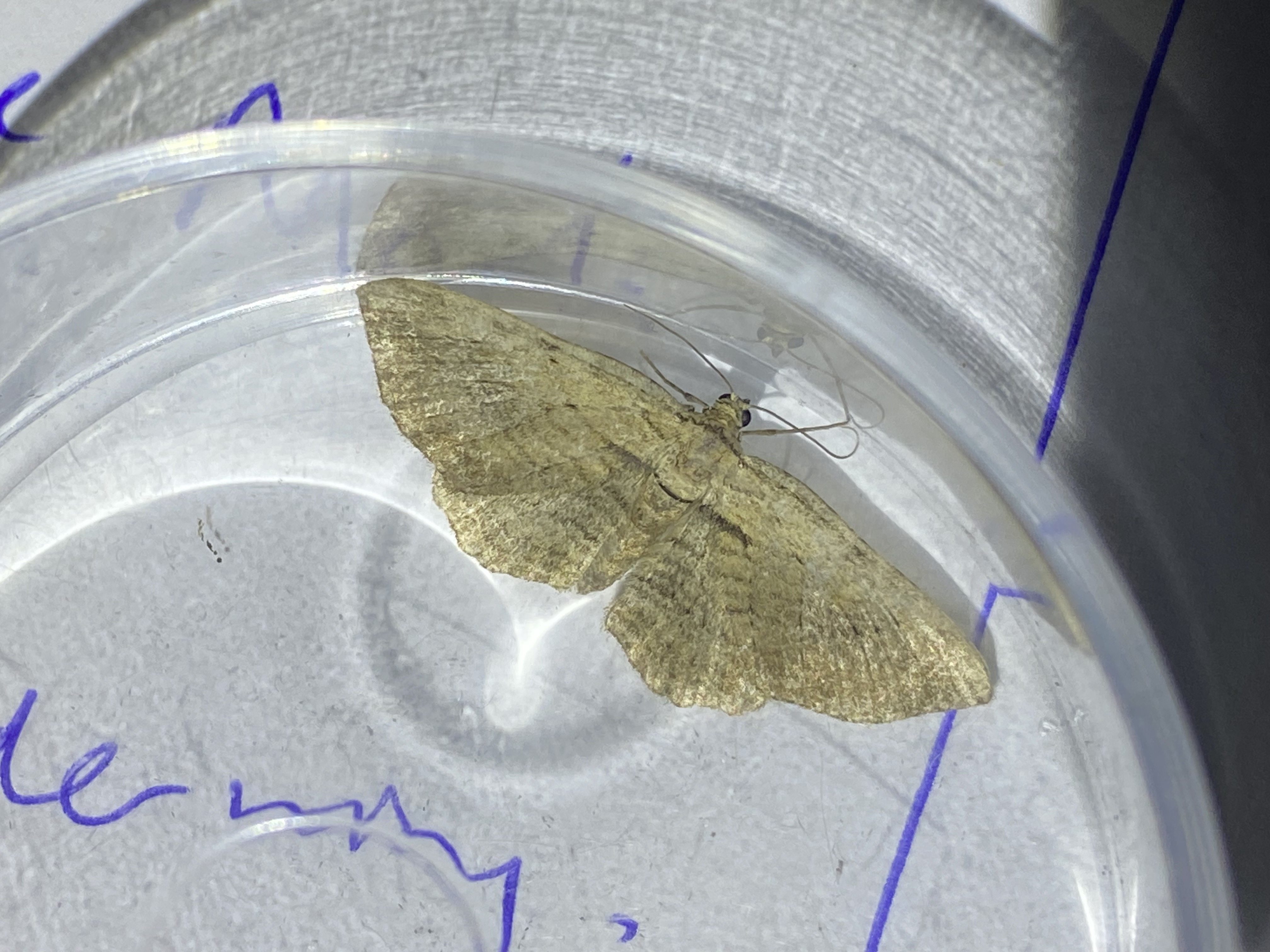 Photo of Fern (Horisme tersata)